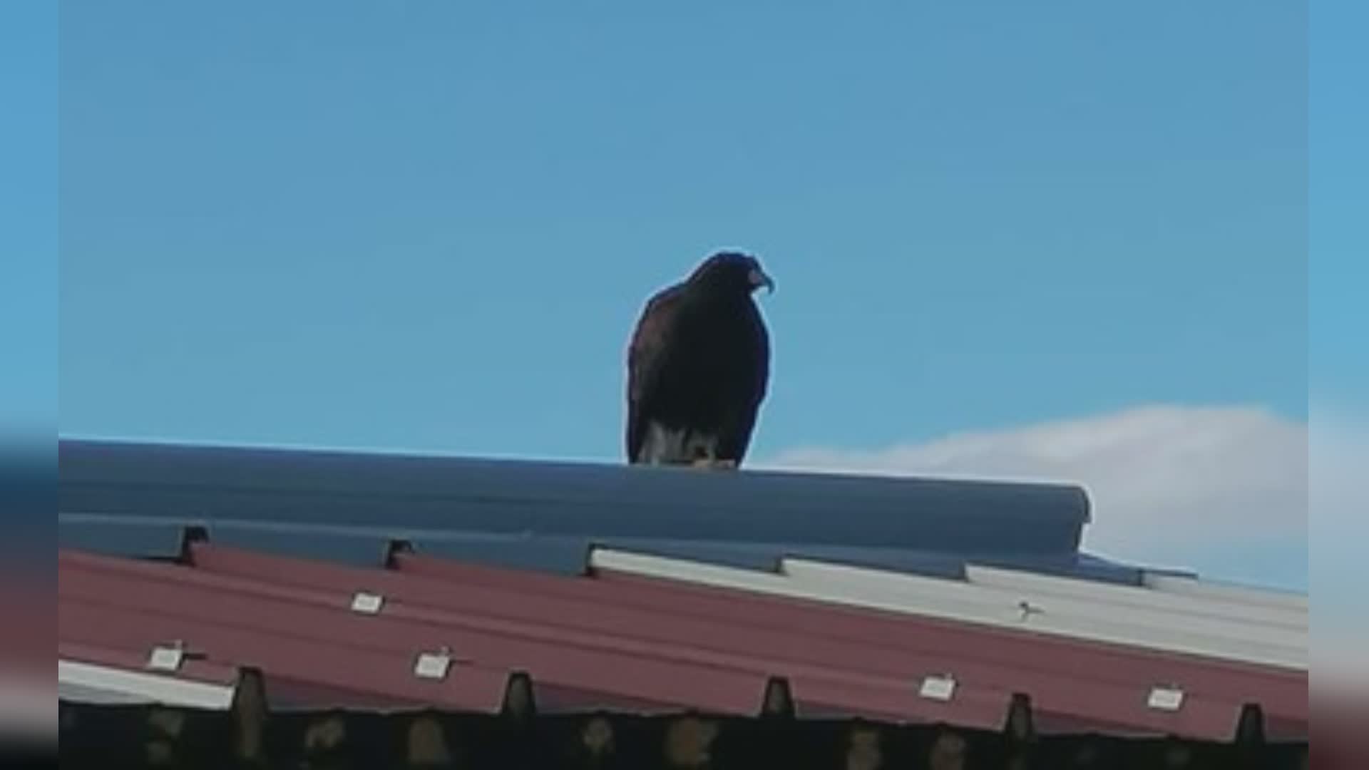 "Youtumbria": un rapace scappa dallo zoo e va a caccia nei pollai