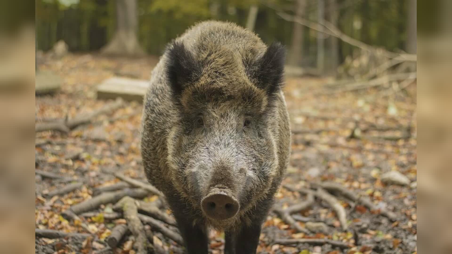 Calendario venatorio: due mesi in più per caccia al cinghiale