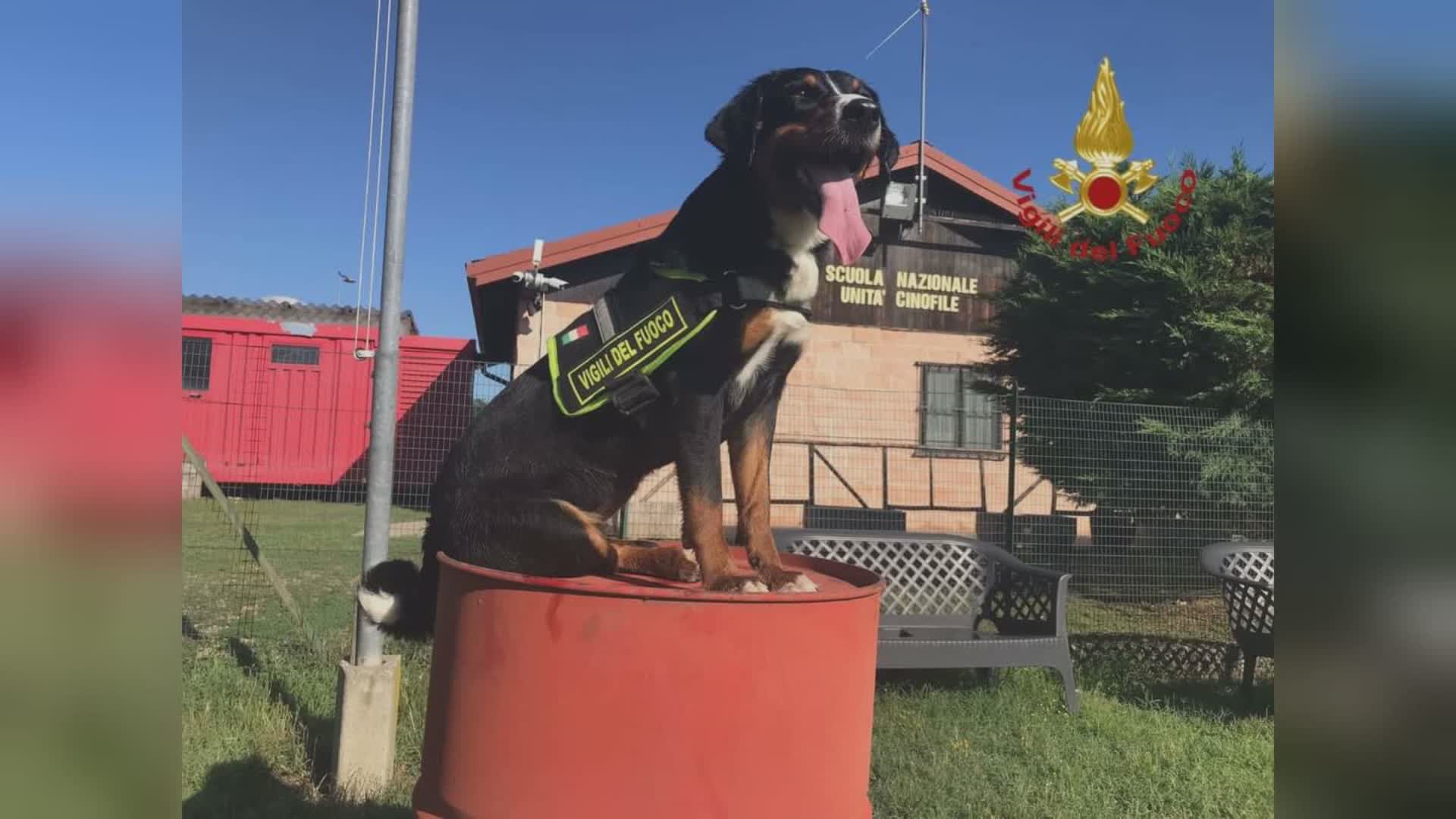 Il cane Marilù ritrova un cercatore di funghi che si era perso