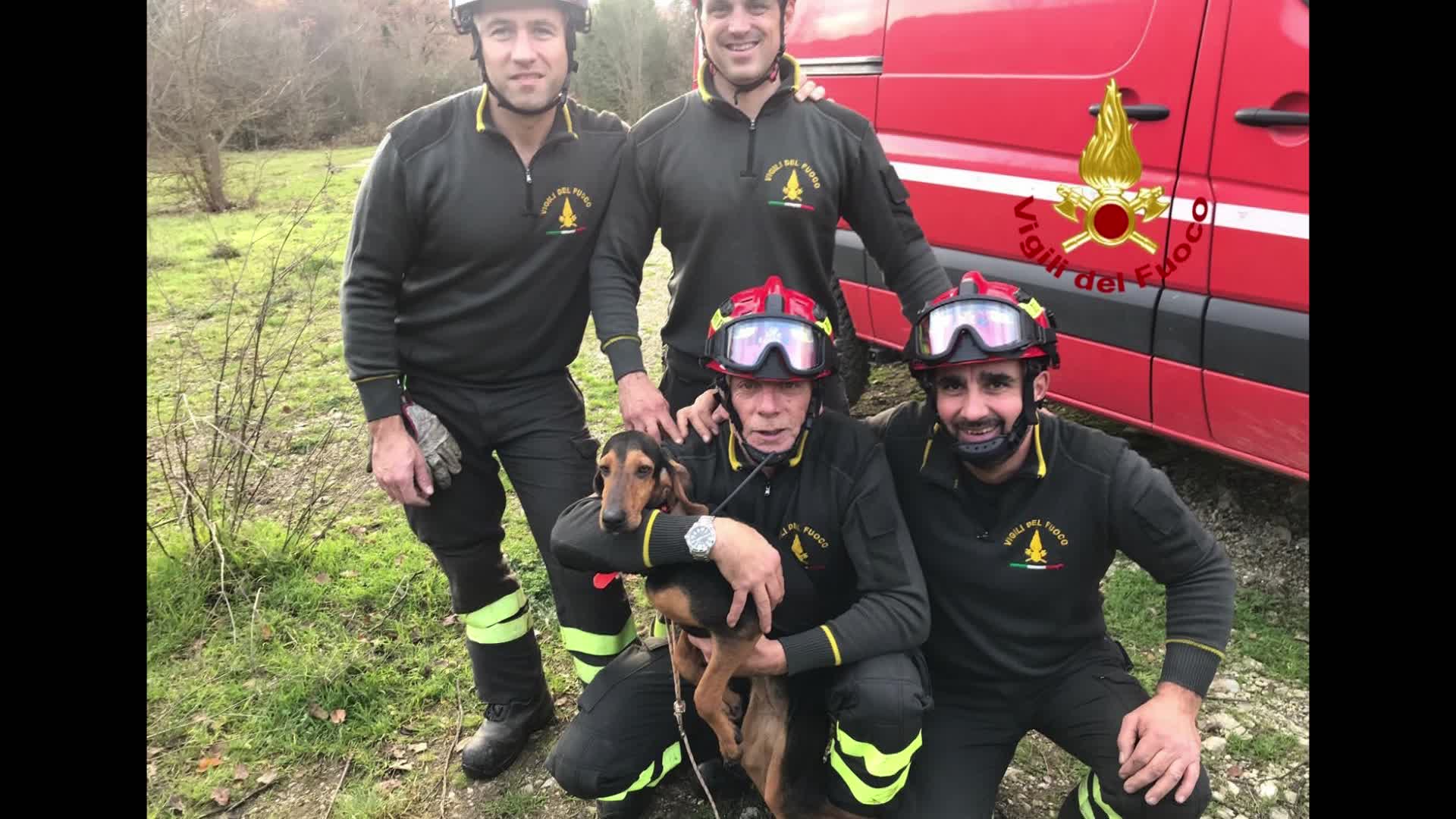 Pompieri recuperano cane smarrito a S. Giovanni Pantano