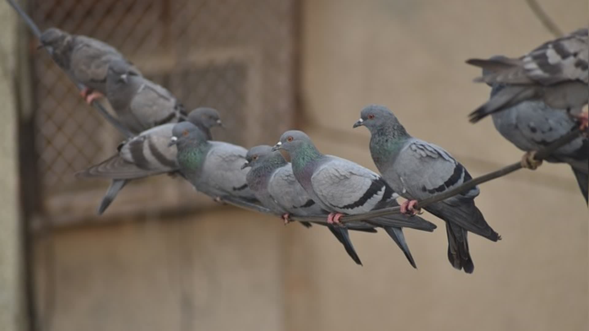 Spara a nido di piccioni su grondaia: denunciato 79enne