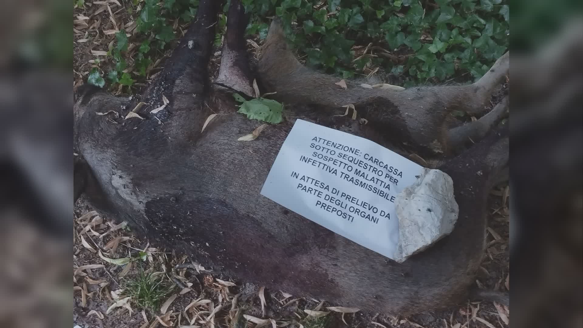 Cinghiali investiti, ma le carcasse restano a terra oltre 48 ore