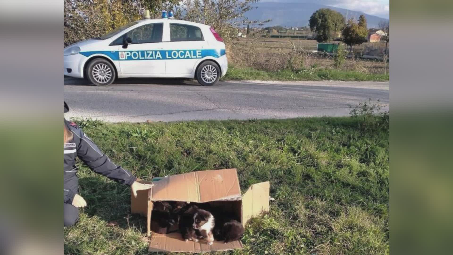 Salvati dalla Polizia locale ben 17 cuccioli abbandonati