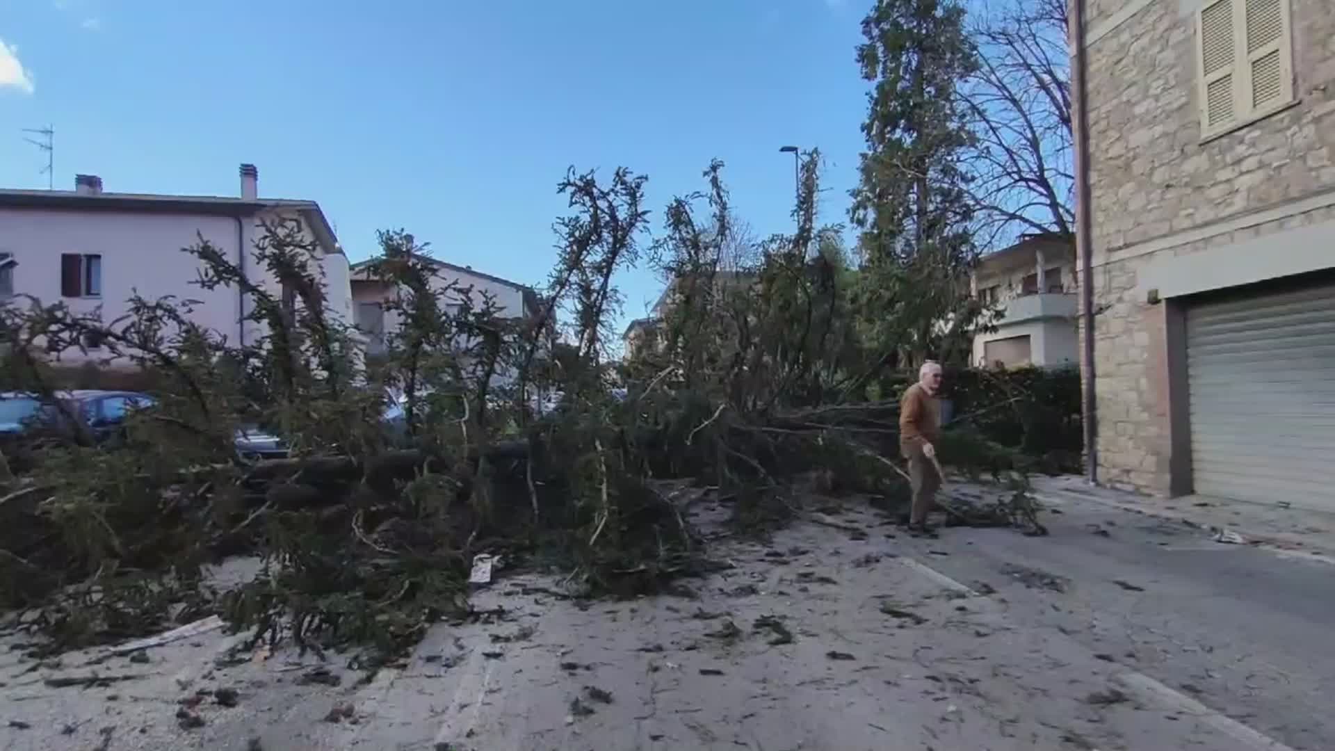 Grosso albero caduto a Ponte S.Giovanni: nel Tg sera le immagini