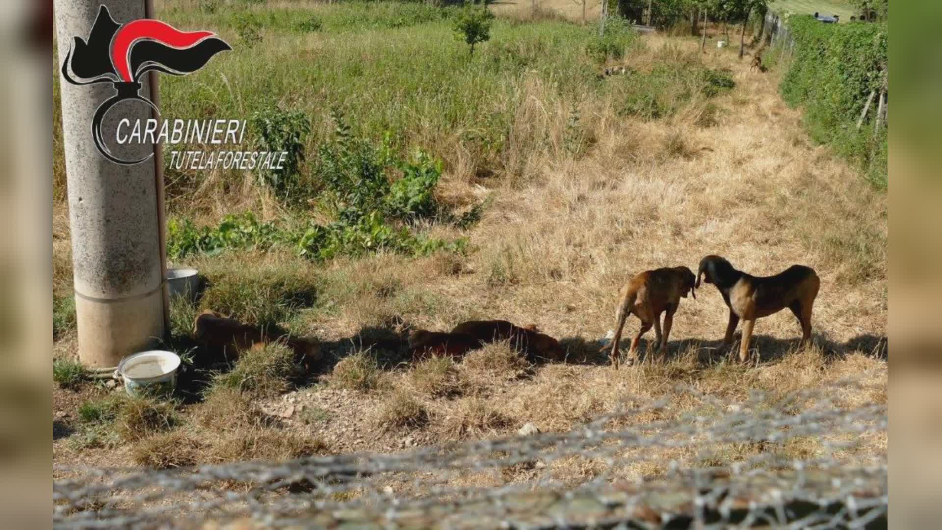 Deteneva 7 cani in condizioni di sofferenza: deferito