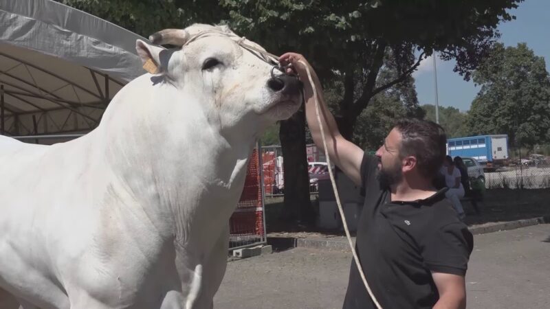 Folla di appassionati e curiosi alla Fiera di San Bartolomeo