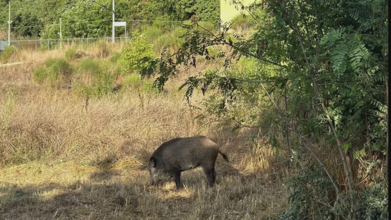 Youtumbria: Cinghiale a spasso in pieno giorno al Percorso Verde