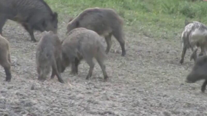 Carni di Cinghiale, Confagricoltura plaude alla decisione Regionale