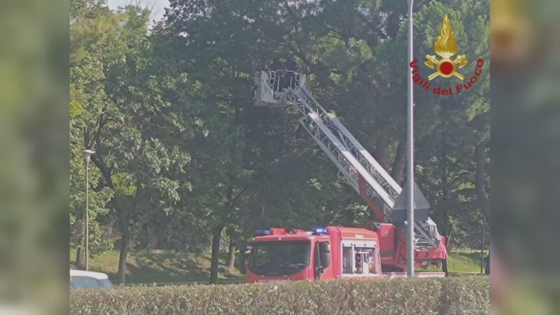 Rami pericolanti in via Bramante a Terni: intervento dei pompieri