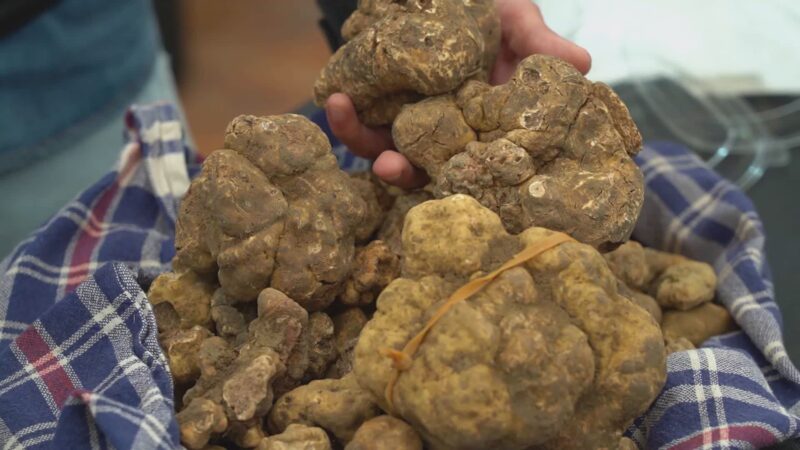 Cucina internazionale e street food al Salone del Tartufo Bianco