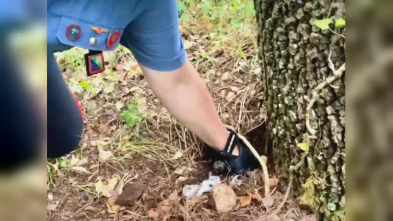 Va a funghi e trova 400 gr di cocaina nel bosco a Ponte Rio