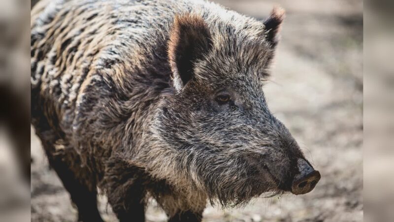 Abbattuto il cinghiale che ha ferito un uomo