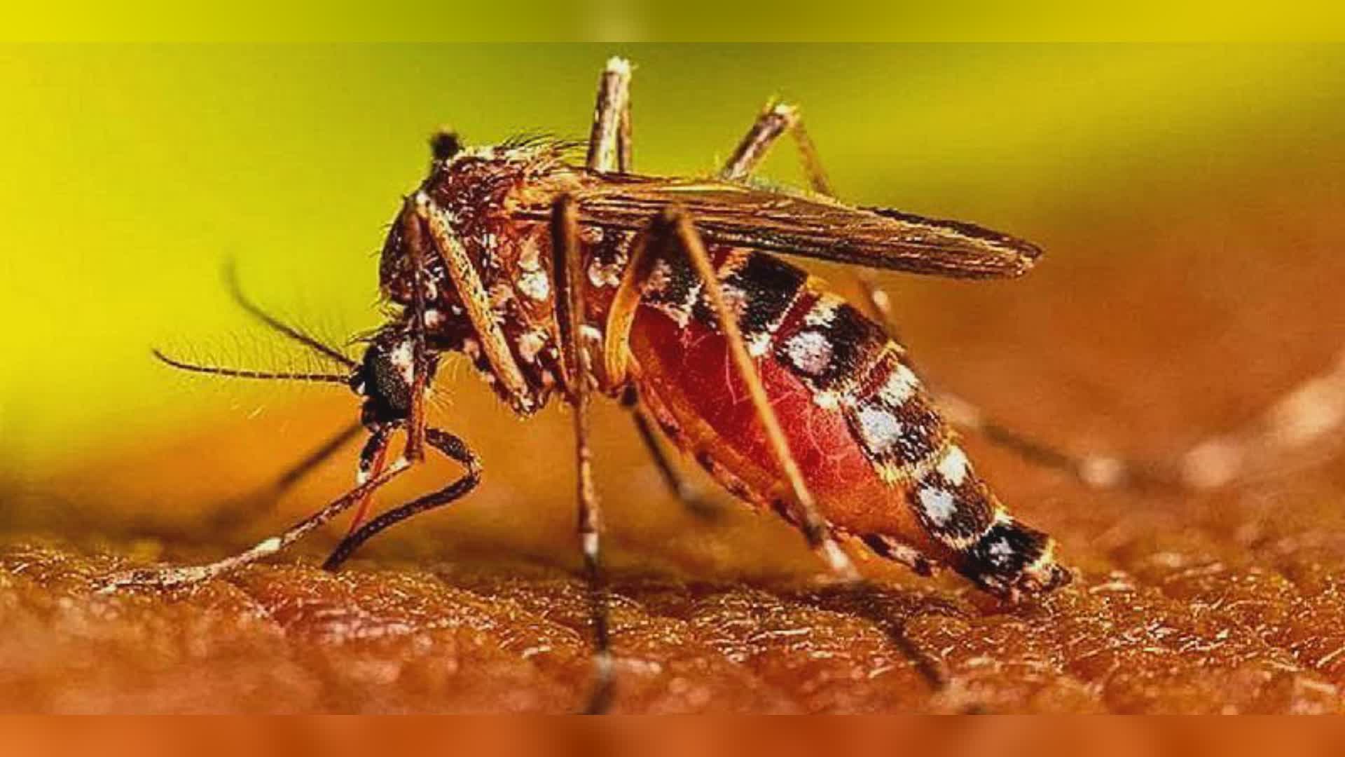 Farmacentro lancia campagna contro Dengue