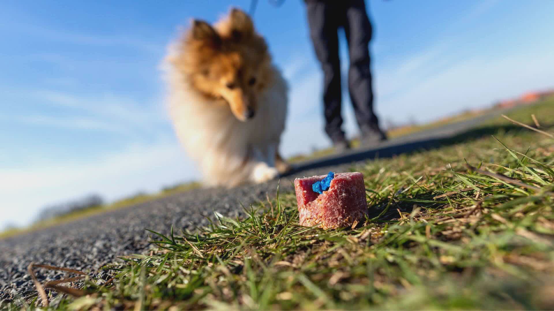 “Youtumbria”, bocconi avvelenati. La petizione de “Gli amici dei cani”