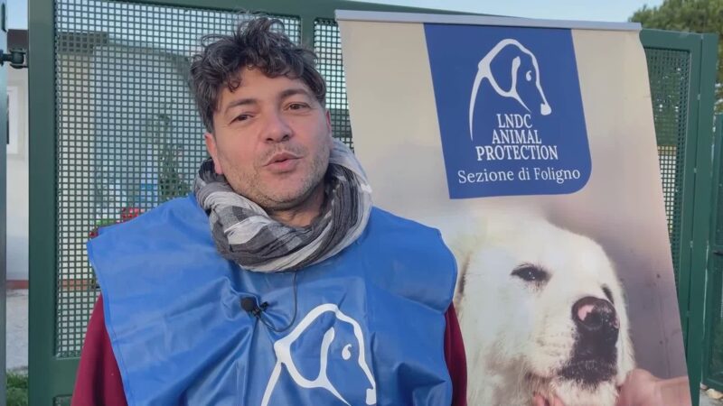 Solidarietà a “quattro zampe”: Porta un dono in canile