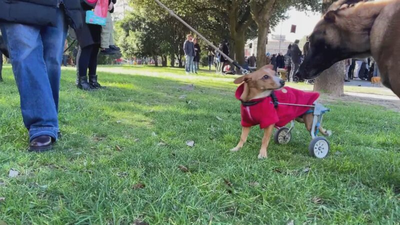 Benedizione degli animali a Santa Maria degli Angeli Assisi