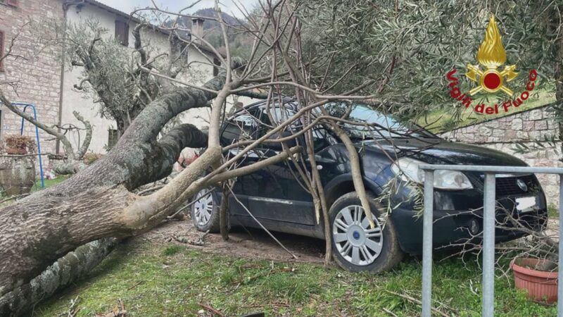 Danni da vento: divelto tetto di un’azienda e albero caduto su un’auto