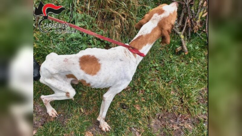 Carabinieri forestali sequestrano 5 cani maltrattati