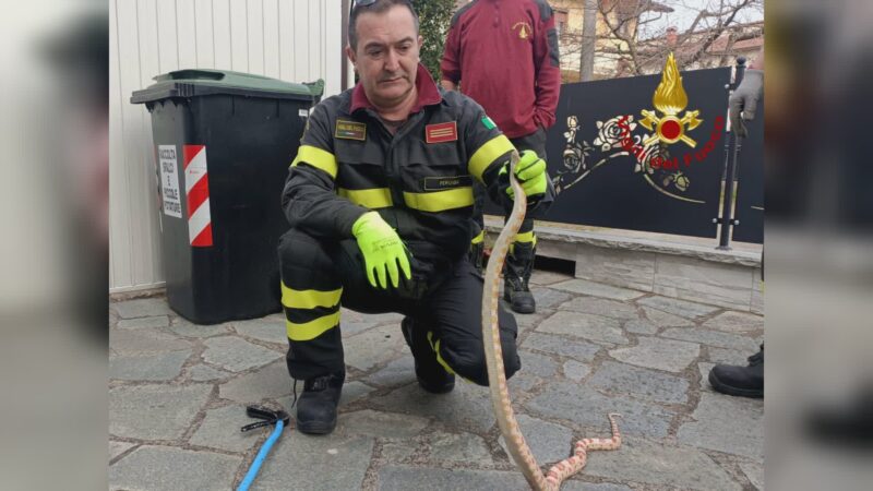 Pitone albino recuperato, era entrato in un giardino