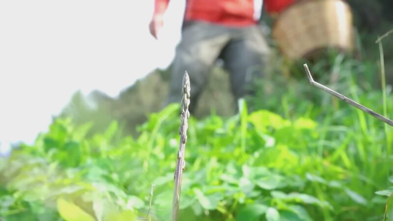 Asparagi sì, ma in sicurezza! I consigli del Soccorso Alpino